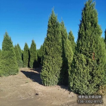 保定市定州80高檜柏價格咨詢-儈柏-貨到付款