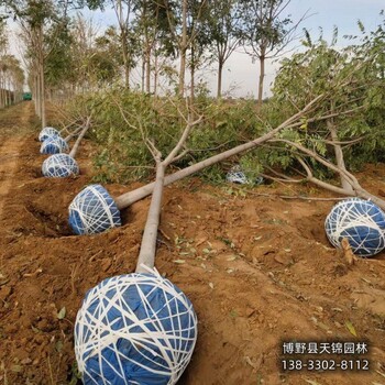 河北地区10公分千头椿退林销售-臭椿-椿树产地