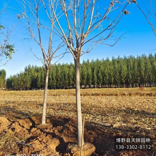 10公分千头椿哪里便宜,河北省清苑县,红叶椿种植基地
