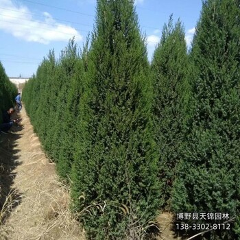 河北安國小苗檜柏價格行情-刺柏球-價格咨詢