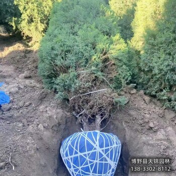 河北博野縣80高檜柏種植基地-圓柏-價(jià)格咨詢