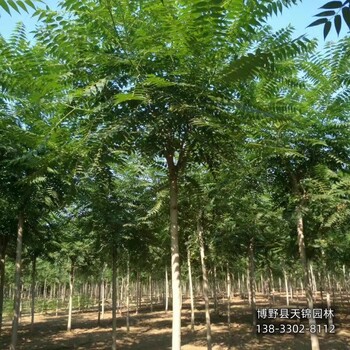 保定市定州8公分千头椿本地价格-椿树-千头椿种植户