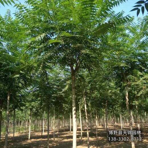 保定市定州12公分千头椿价格咨询-香椿-千头椿种植户