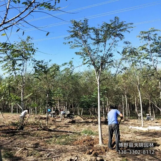 10公分千头椿价格多少,河北望都县,红叶椿种植基地