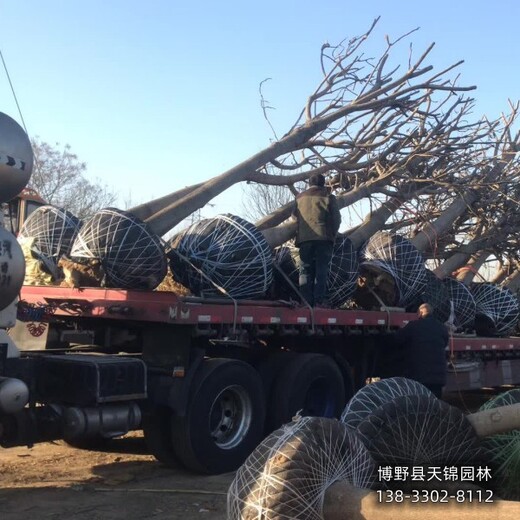 河北地區(qū)15公分千頭椿小苗1元-椿樹-千頭椿種植戶