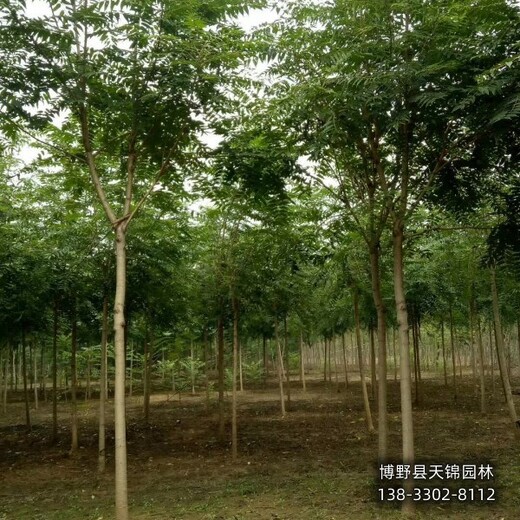 甘肃15公分千头椿货到付款-香椿-千头椿种植户