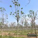 西藏18公分千頭椿哪里便宜-紅葉椿-千頭椿種植戶