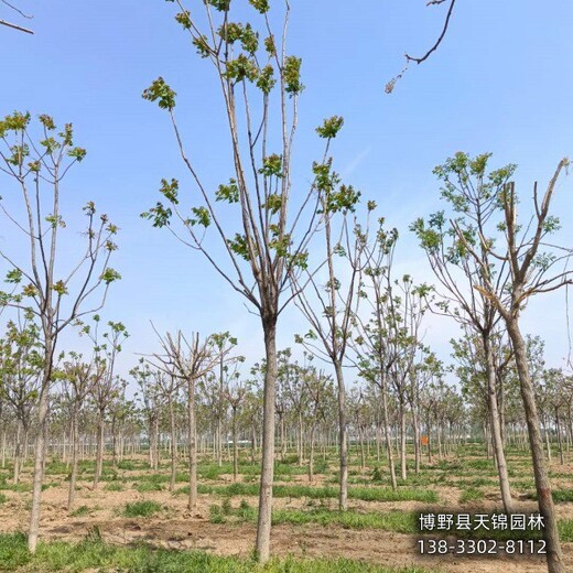 10公分千頭椿清地處理,保定市清苑縣,紅葉椿種植基地