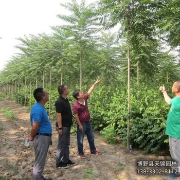 河北地區(qū)多年頭千頭椿價格行情-香椿-千頭椿種植戶