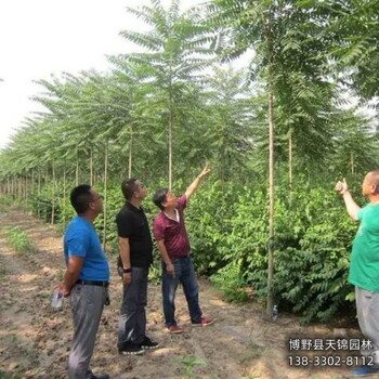 保定市定州8公分千头椿本地价格-椿树-千头椿种植户