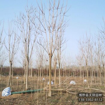 河北地区10公分千头椿退林销售-臭椿-椿树产地