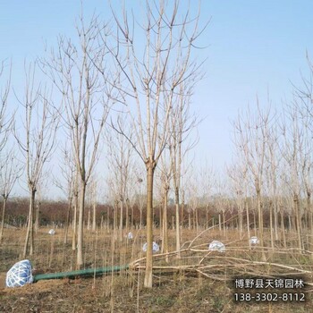 甘肃多年头千头椿来电咨询-红叶椿-千头椿种植户