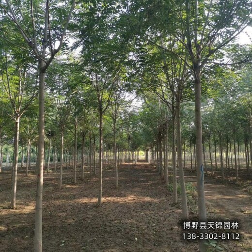 江蘇多年頭千頭椿多少錢合適-紅葉椿-千頭椿種植戶