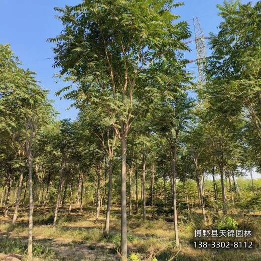 千头椿假植苗货到付款,保定市清苑县,红叶椿种植基地