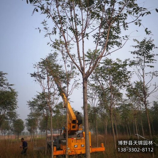 12公分千头椿本地价格,保定安国,红叶椿种植基地