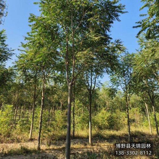 15公分千頭椿價(jià)格多少,河北定州市,紅葉椿種植基地