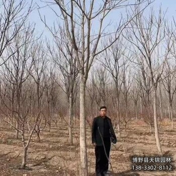 雄安地區小苗千頭椿退林銷售-臭椿-千頭椿種植戶
