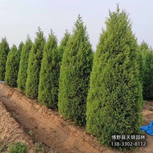 保定市定州80高桧柏价格咨询-柏树-种植基地