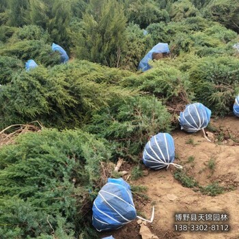 河北地区球形桧柏种植基地-柏树小苗-自产自销