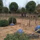 柏樹小苗圖