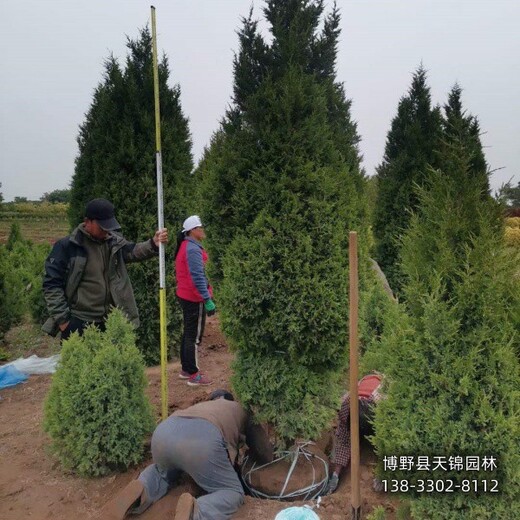 山東大田苗檜柏農(nóng)戶種植-快柏小苗-價格咨詢