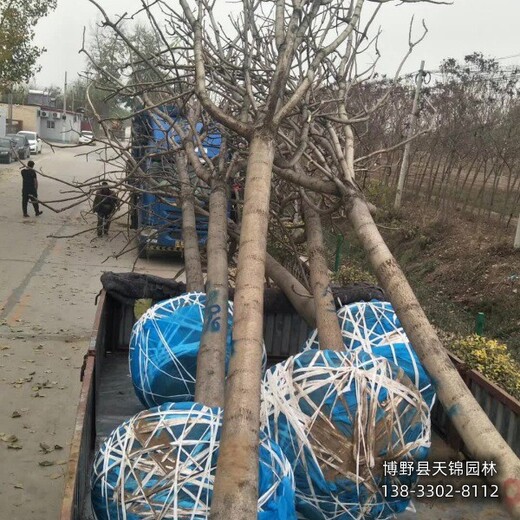 10公分千頭椿貨到付款,保定市博野縣,紅葉椿種植基地