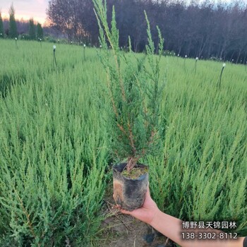 保定市定州80高檜柏價格咨詢-儈柏-貨到付款