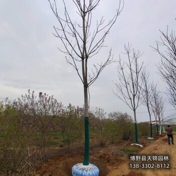 北京15公分千頭椿來電咨詢-紅葉椿-千頭椿種植戶