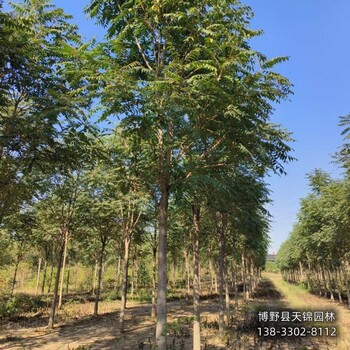 保定市定州小苗千頭椿小苗1元-椿樹-千頭椿種植戶