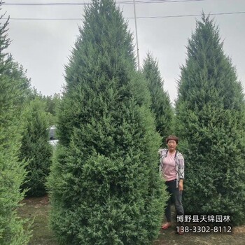 保定市定州80高檜柏價格咨詢-儈柏-貨到付款
