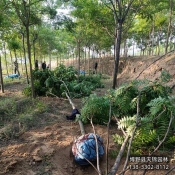 保定市8公分千頭椿多少錢合適-紅葉椿-椿樹產地