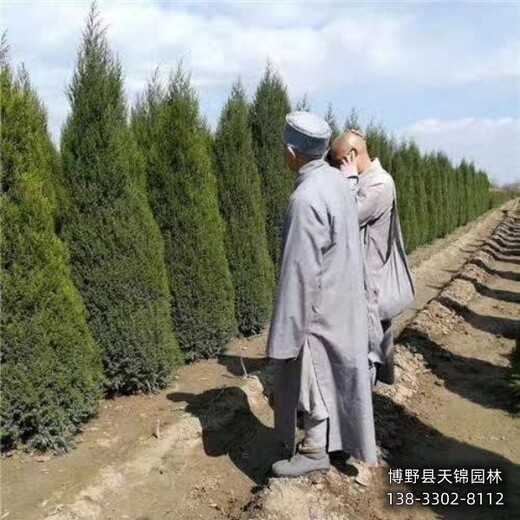 河北博野縣80高檜柏種植基地-儈柏-自產(chǎn)自銷(xiāo)
