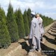 快柏小苗圖