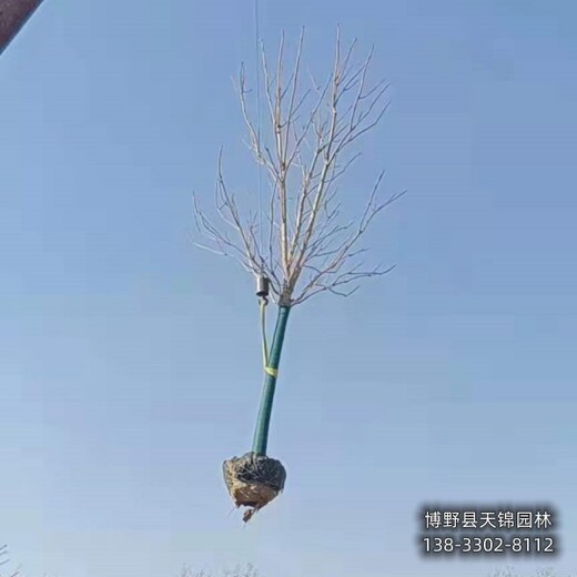 12公分千頭椿清地處理,河北省保定,紅葉椿種植基地