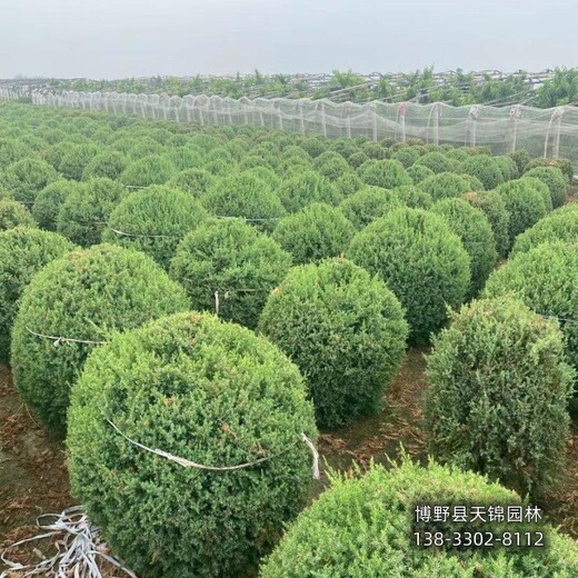 河北博野县望都塔侩种植,刺柏球,本地价格