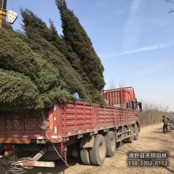 河北80高桧柏价格行情-柏树小苗-自产自销