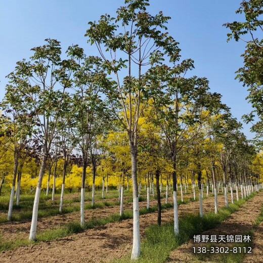 10公分千頭椿哪里便宜,河北保定市,紅葉椿種植基地