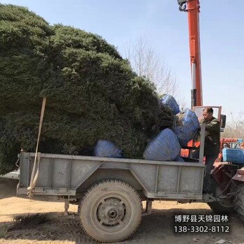 雄安地区80高桧柏本地价格-圆柏-全国供应