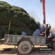 檜柏圖