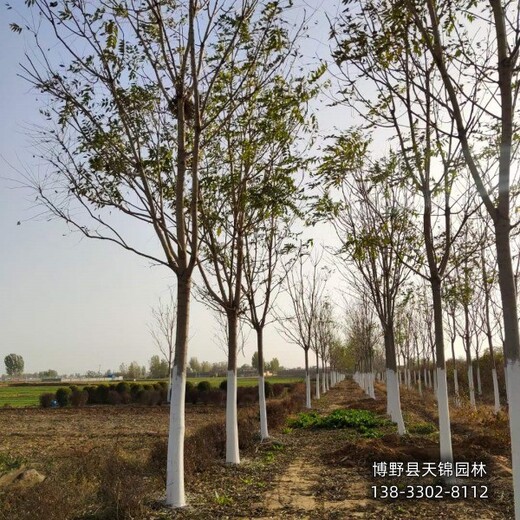 河北博野縣大田苗千頭椿本地價(jià)格-紅葉椿-椿樹產(chǎn)地