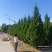 河北博野縣苗木綠化商,快柏小苗,全國供應(yīng)