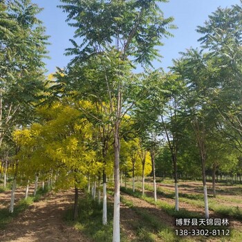 河北博野縣18公分千頭椿貨到付款-臭椿-椿樹產地