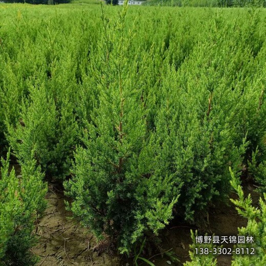 山東大田苗檜柏農(nóng)戶種植-柏樹小苗-貨到付款