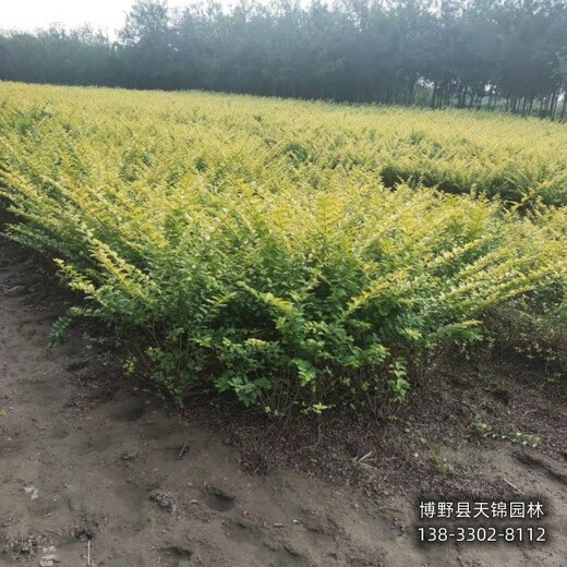 50高金葉女貞本地價格,河北保定,金葉女貞綠籬種植