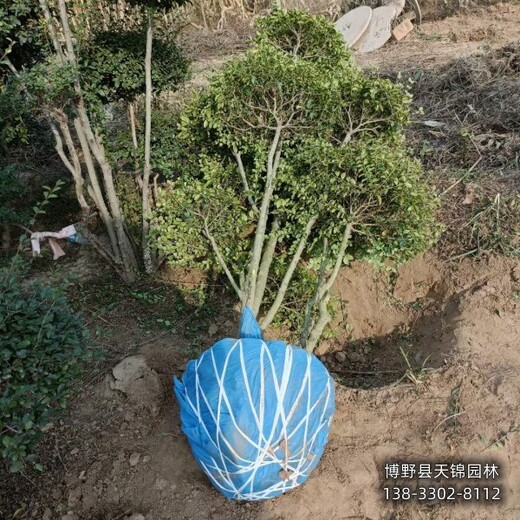 50高金葉女貞本地價格,保定地區,金葉女貞二年苗