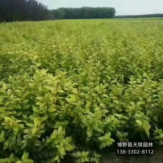 保定市定州假植苗金叶女贞带土球装车-小苗生产厂家