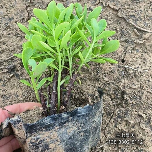 河北地区围墙植物,各种宿根植物,货到付款