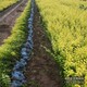 苗木綠化商圖