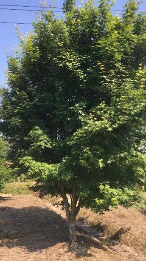 南京博樂園林場,小雞爪槭種植基地