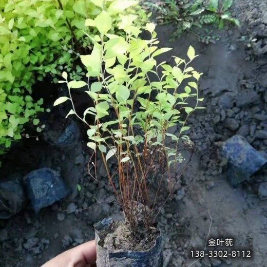 河北地區(qū)地被植物,各種月季種植,價格多少